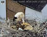Capi_Dubne_20260506_170503.jpg