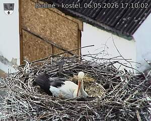 Capi_Dubne_20260506_171002.jpg (1350&nbsp;x&nbsp;1080)