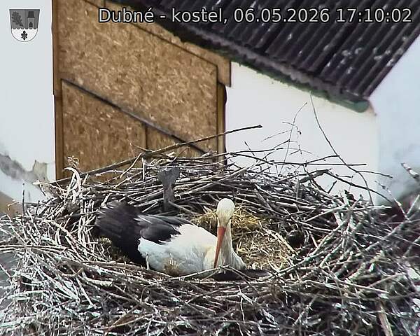 Capi_Dubne_20260506_171002.jpg (1350&nbsp;x&nbsp;1080)