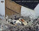 Capi_Dubne_20260506_171503.jpg