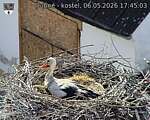 Capi_Dubne_20260506_174503.jpg