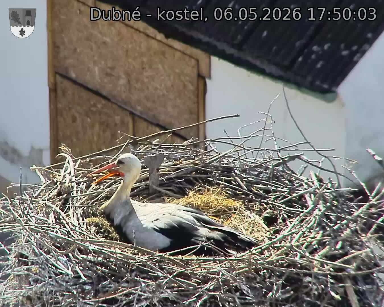 Capi_Dubne_20260506_175003.jpg (1350&nbsp;x&nbsp;1080)