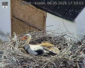 Capi_Dubne_20260506_175003.jpg (1350&nbsp;x&nbsp;1080)