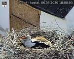 Capi_Dubne_20260506_180003.jpg