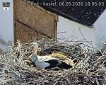 Capi_Dubne_20260506_180503.jpg