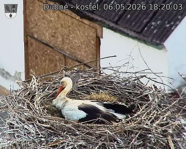 Capi_Dubne_20260506_182003.jpg (1350&nbsp;x&nbsp;1080)
