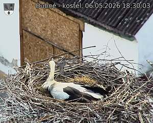 Capi_Dubne_20260506_183003.jpg (1350&nbsp;x&nbsp;1080)