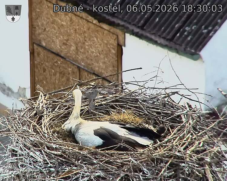Capi_Dubne_20260506_183003.jpg (1350&nbsp;x&nbsp;1080)