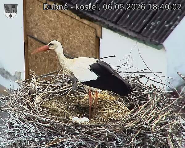 Capi_Dubne_20260506_184002.jpg (1350&nbsp;x&nbsp;1080)