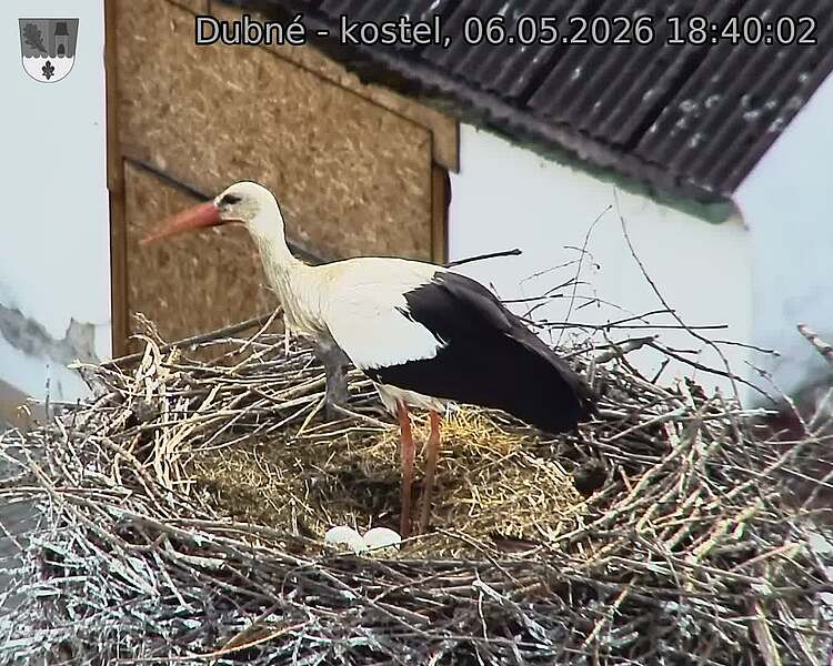 Capi_Dubne_20260506_184002.jpg (1350&nbsp;x&nbsp;1080)