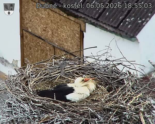 Capi_Dubne_20260506_185503.jpg (1350&nbsp;x&nbsp;1080)