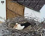 Capi_Dubne_20260506_191503.jpg