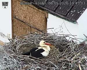 Capi_Dubne_20260506_194503.jpg (1350&nbsp;x&nbsp;1080)