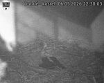 Capi_Dubne_20260506_223003.jpg