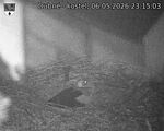 Capi_Dubne_20260506_231503.jpg
