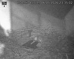 Capi_Dubne_20260506_233502.jpg