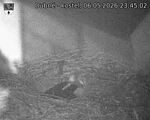 Capi_Dubne_20260506_234502.jpg