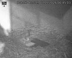 Capi_Dubne_20260507_004503.jpg