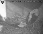 Capi_Dubne_20260507_011503.jpg