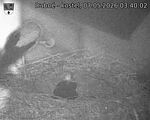 Capi_Dubne_20260507_034002.jpg
