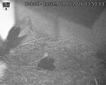 Capi_Dubne_20260507_035003.jpg
