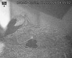 Capi_Dubne_20260507_040502.jpg
