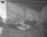 Capi_Dubne_20260507_043502.jpg