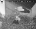 Capi_Dubne_20260507_050002.jpg