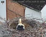 Capi_Dubne_20260507_053504.jpg