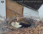 Capi_Dubne_20260507_055002.jpg