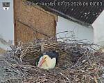 Capi_Dubne_20260507_060003.jpg