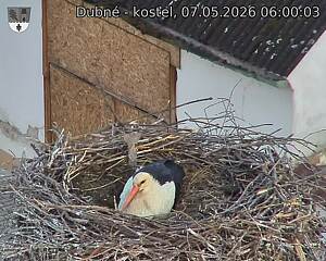 Capi_Dubne_20260507_060003.jpg (1350&nbsp;x&nbsp;1080)