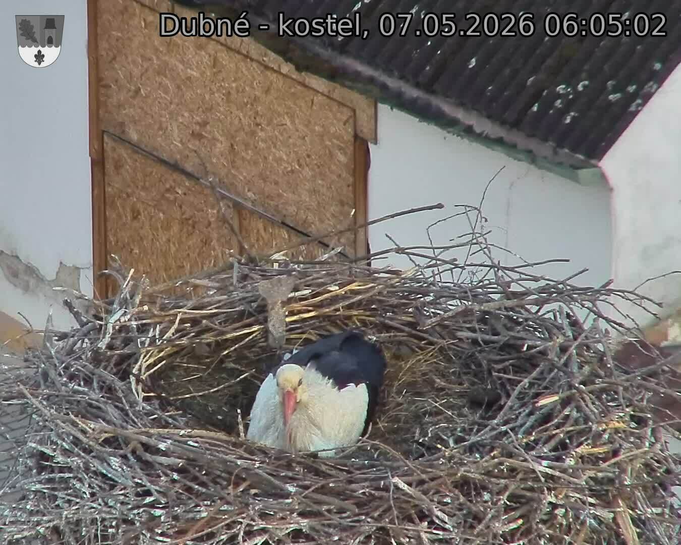 Capi_Dubne_20260507_060503.jpg (1350&nbsp;x&nbsp;1080)