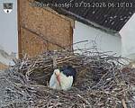 Capi_Dubne_20260507_061003.jpg