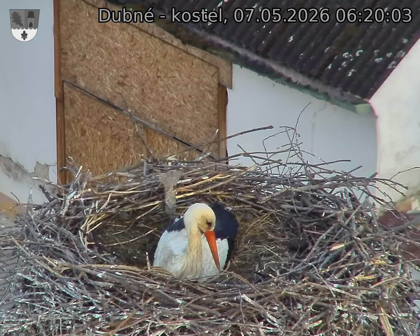 Capi_Dubne_20260507_062003.jpg (1350&nbsp;x&nbsp;1080)