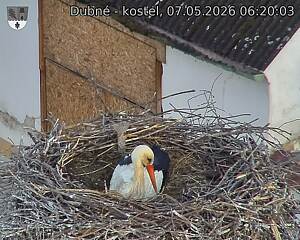 Capi_Dubne_20260507_062003.jpg (1350&nbsp;x&nbsp;1080)