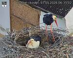 Capi_Dubne_20260507_063502.jpg