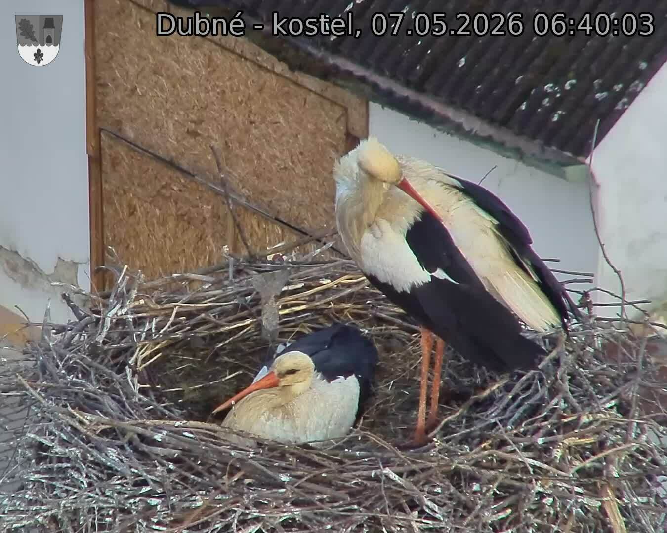 Capi_Dubne_20260507_064003.jpg (1350&nbsp;x&nbsp;1080)