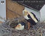 Capi_Dubne_20260507_064003.jpg