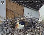 Capi_Dubne_20260507_064503.jpg