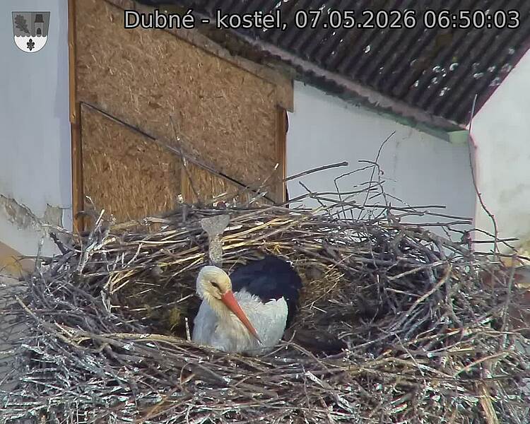 Capi_Dubne_20260507_065003.jpg (1350&nbsp;x&nbsp;1080)
