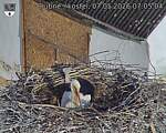 Capi_Dubne_20260507_070504.jpg