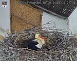 Capi_Dubne_20260507_072504.jpg