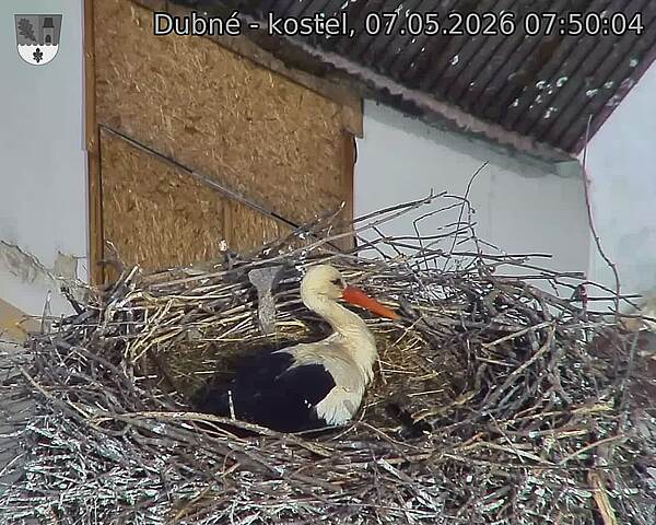 Capi_Dubne_20260507_075004.jpg (1350&nbsp;x&nbsp;1080)