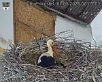 Capi_Dubne_20260507_080503.jpg