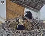 Capi_Dubne_20260507_081502.jpg