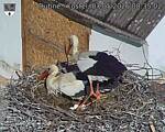 Capi_Dubne_20260507_083502.jpg