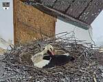 Capi_Dubne_20260507_084003.jpg
