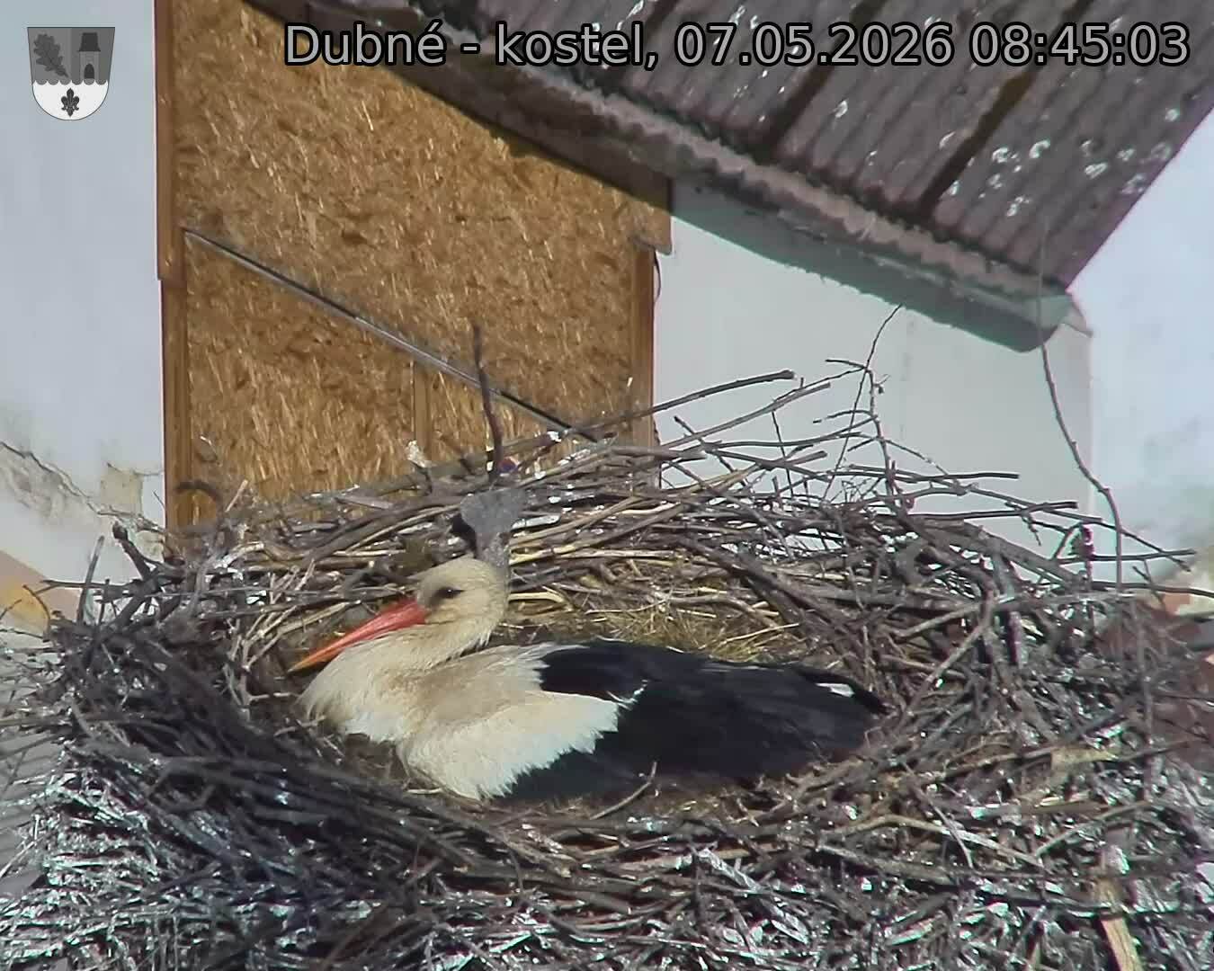 Capi_Dubne_20260507_084503.jpg (1350&nbsp;x&nbsp;1080)