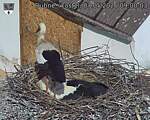 Capi_Dubne_20260507_090003.jpg